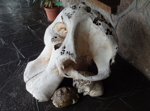 An elephant skull.
